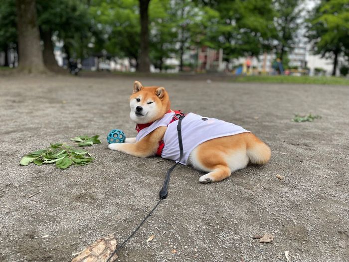 ボールを抱えるいちちゃん