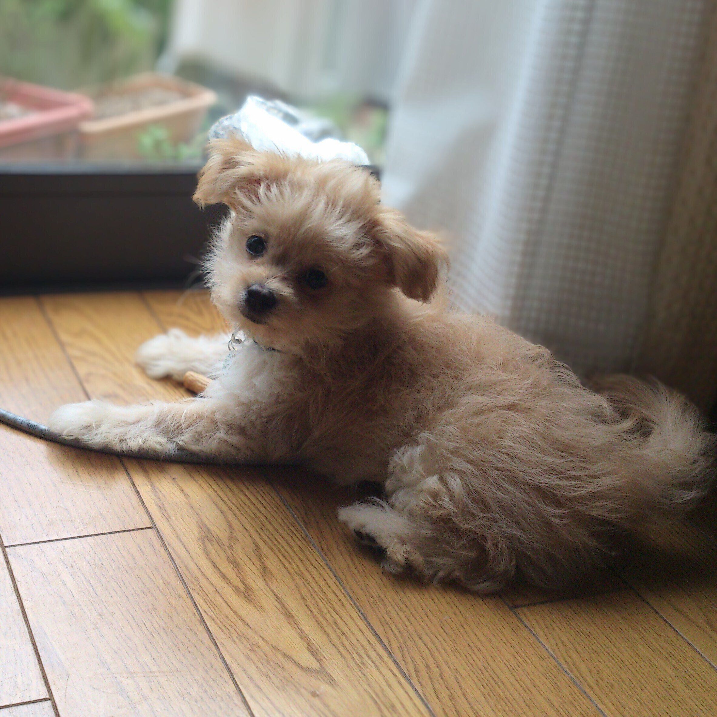 生後2カ月の犬
