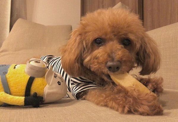 おやつを食べるむぎちゃん