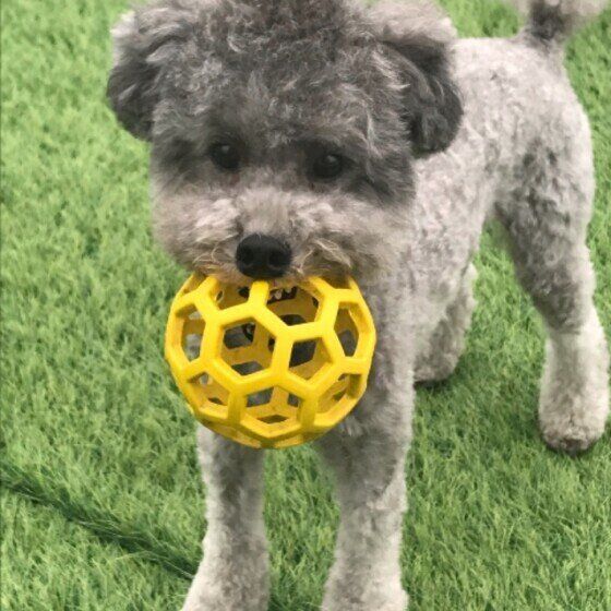 獣医師q A 犬の便秘は何日から なったときのホームケアなど いぬのきもちweb Magazine