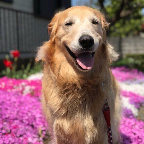 笑顔のゴールデン・レトリーバー