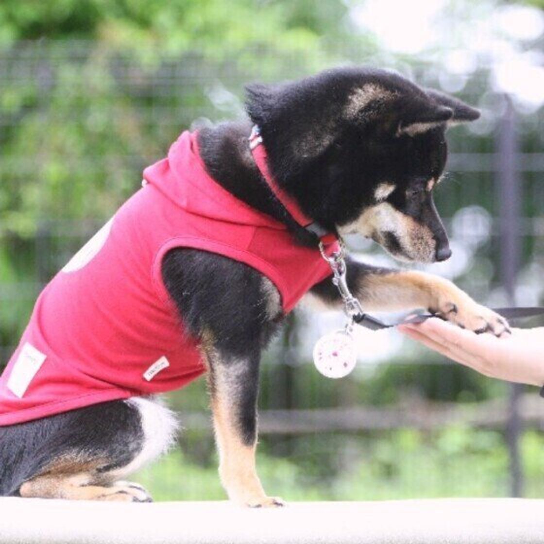 犬の爪切り サボるとどうなる 出血時の対応は 獣医師に聞いてみた いぬのきもちweb Magazine 犬の爪切り サボるとどうなる 出血時の対応は 獣医師に聞いてみた いぬのきもちweb Magazine