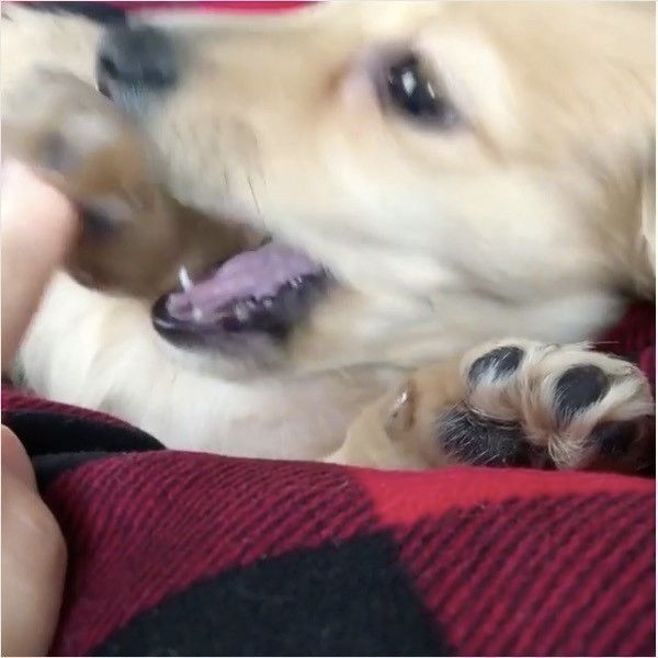 ダックスフンド