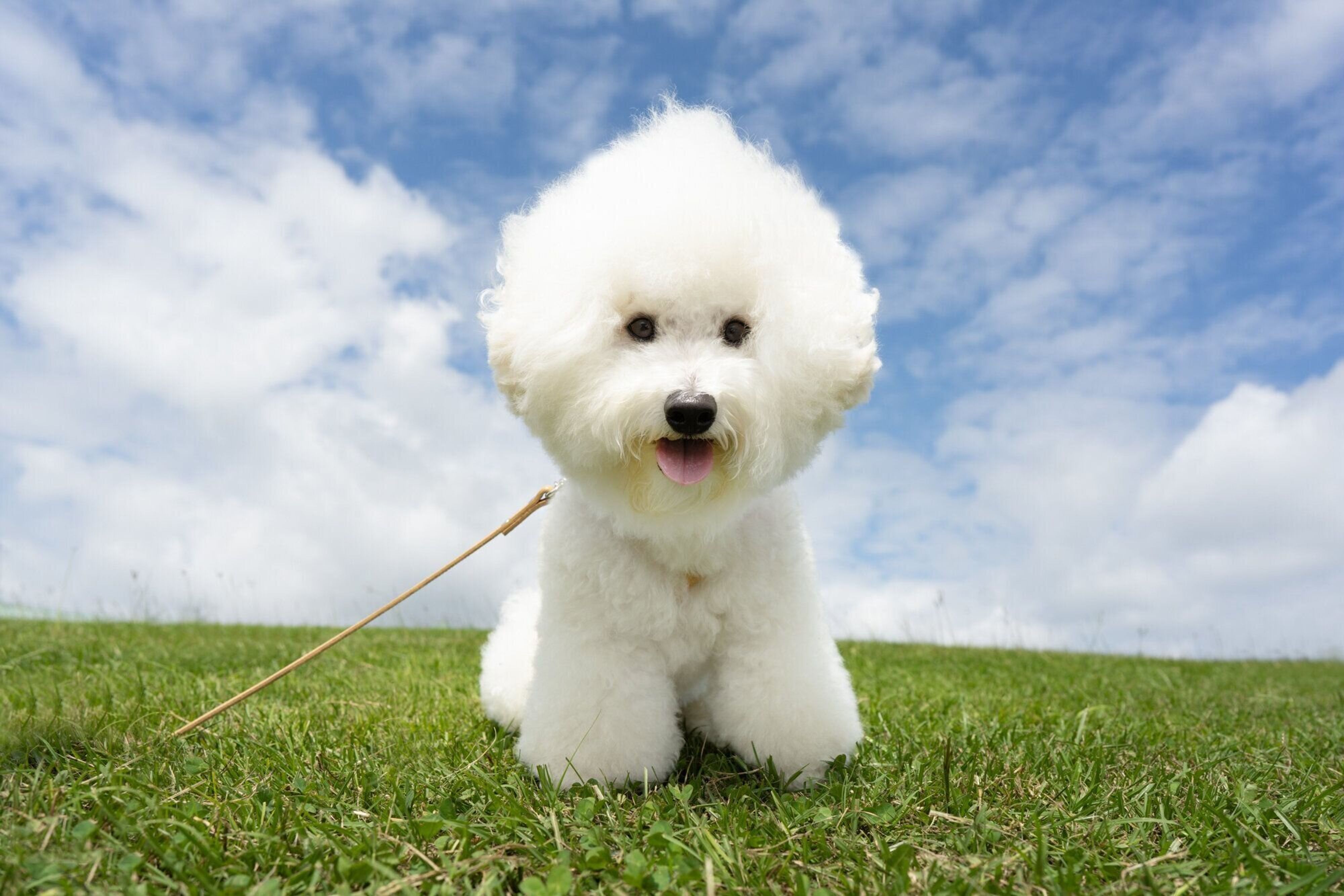 Pr 体験レポ 千葉県 マザー牧場 は犬連れのお出かけに最高な遊び場でした いぬのきもちweb Magazine Pr 体験レポ 千葉県 マザー牧場 は犬連れのお出かけに最高な遊び場でした いぬのきもちweb Magazine