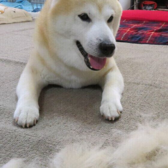 柴のこてつくん