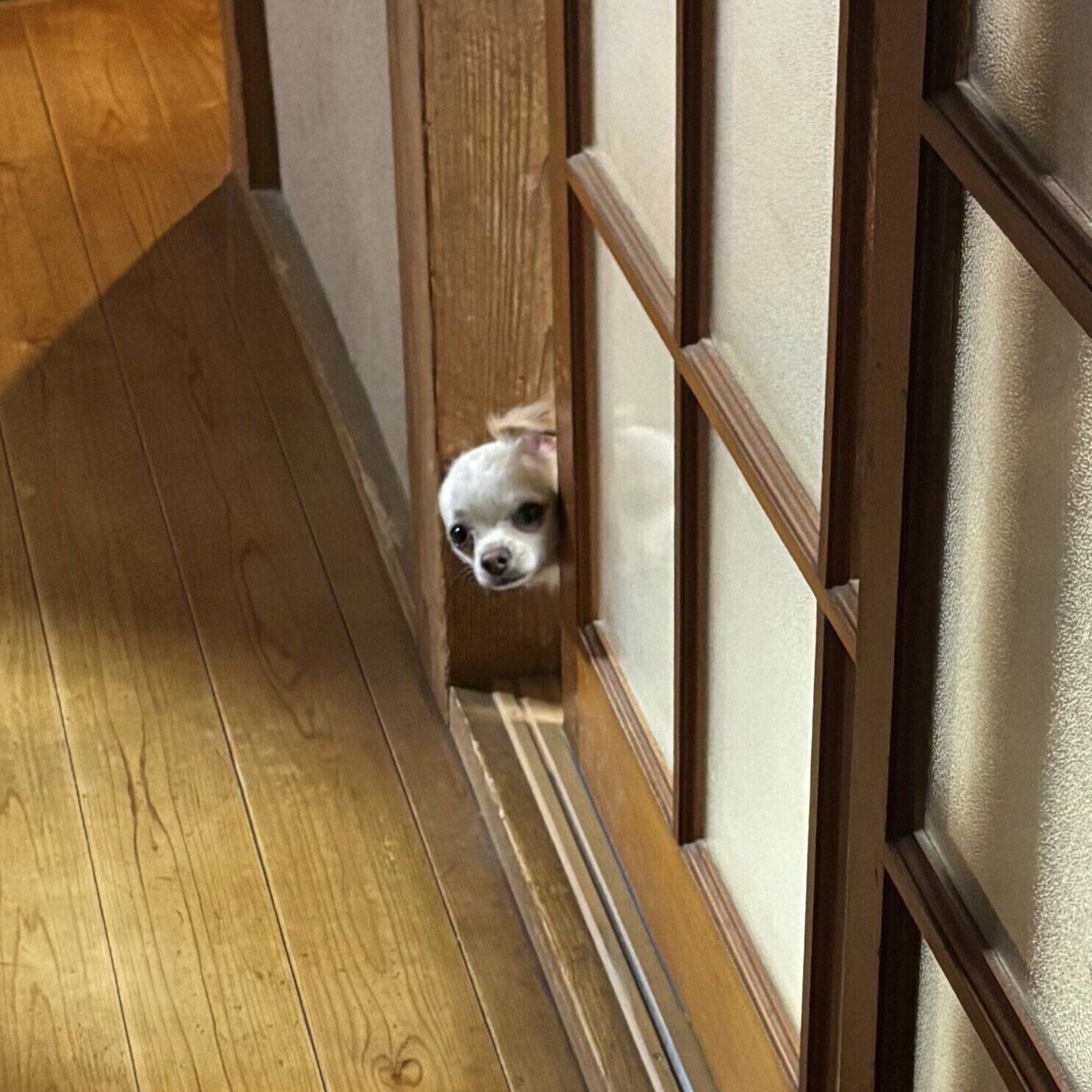 リビングの扉から顔を出し、飼い主さんを見つめるはるくん