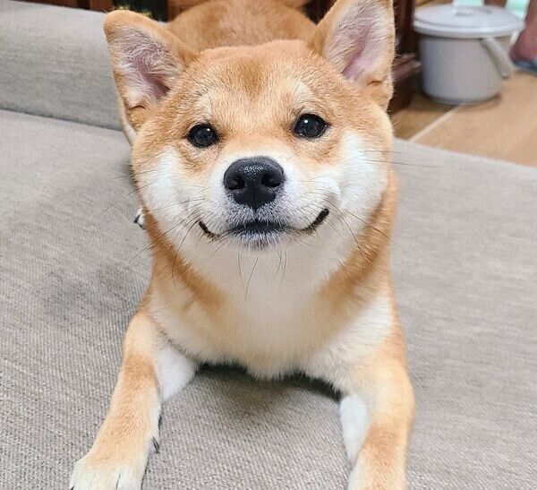 見つめる麦くん