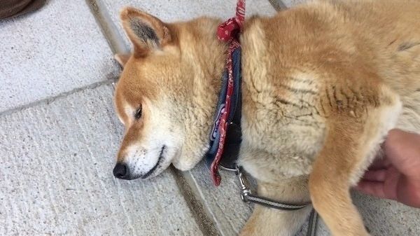 眠る柴犬