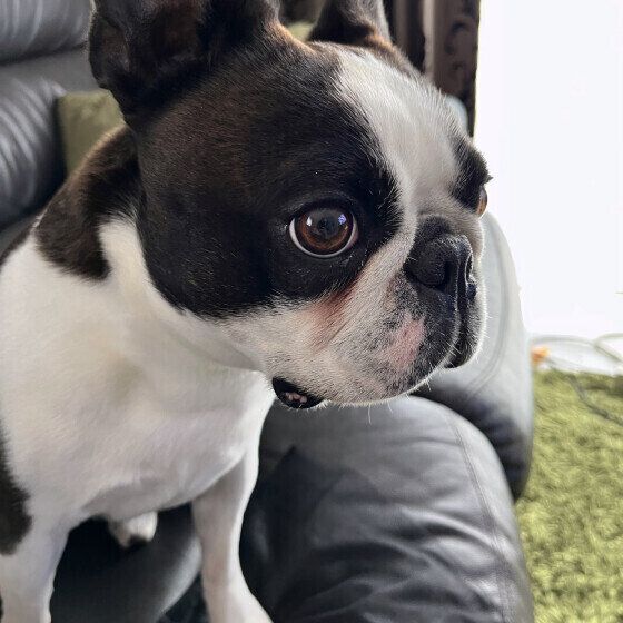 犬のクッシング症候群(副腎皮質機能亢進症)の原因と症状、治療法とは いぬのきもち