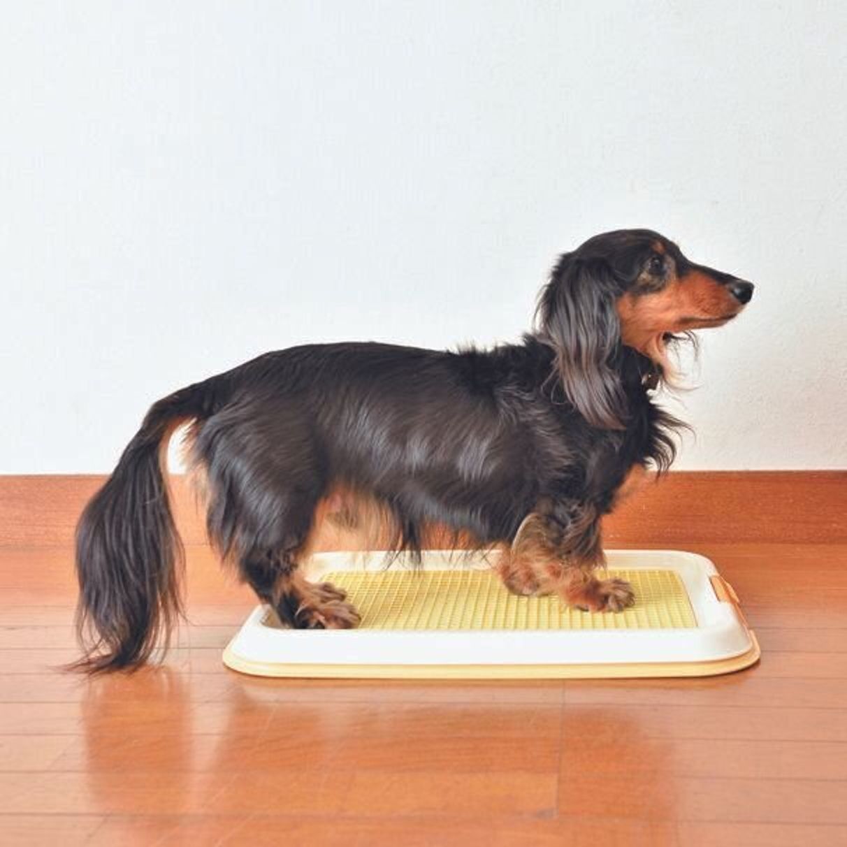 トイレシーツからオシッコがはみ出す犬へ すぐできる解決法3選 いぬのきもちweb Magazine トイレシーツからオシッコがはみ出す犬へ すぐできる解決法3選 いぬのきもちweb Magazine