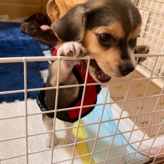 サークルに入るビーグル