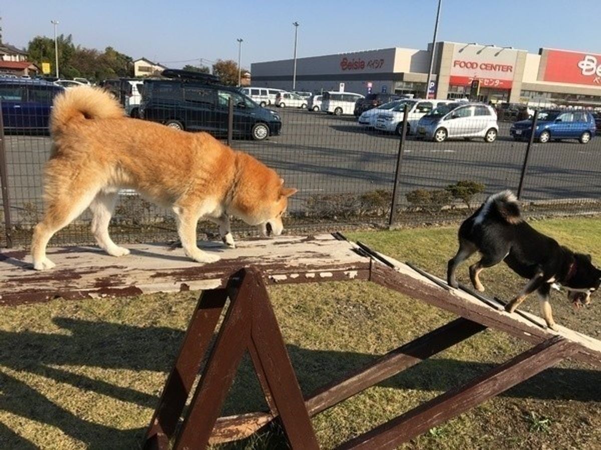 犬の体ってとっても不思議 特技を持ったエンターテイナーたち いぬのきもちweb Magazine 犬の体ってとっても不思議 特技を持ったエンターテイナーたち いぬのきもちweb Magazine