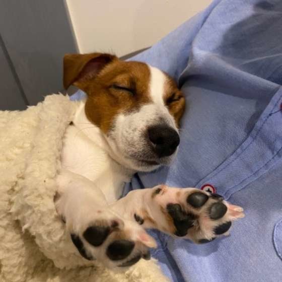 眠るジャック・ラッセル・テリア