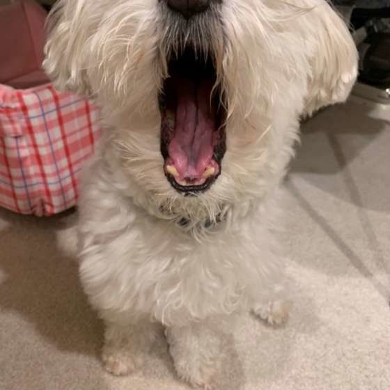 あくびするマルチーズ