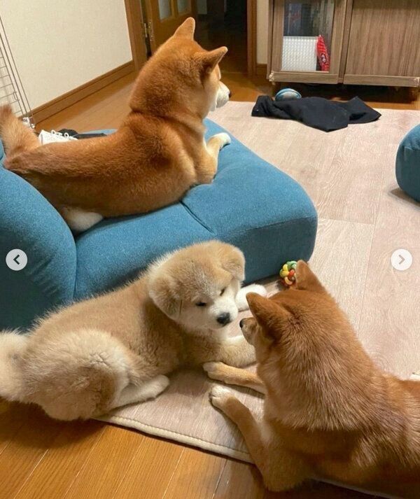 ててくん、ももちゃん、らいちゃん