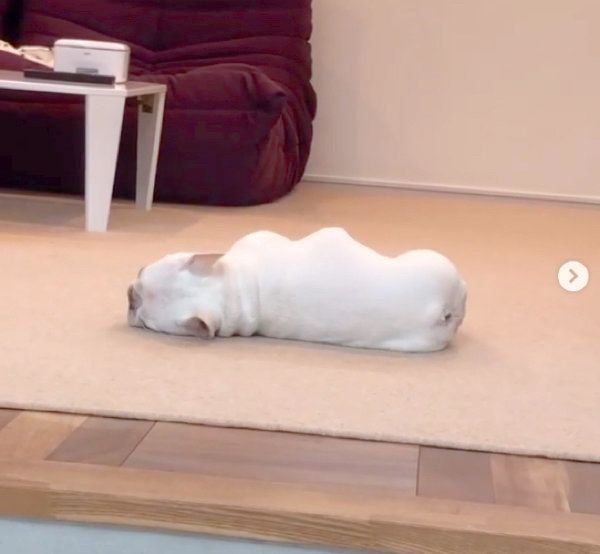 寝転がるべんじーちゃん