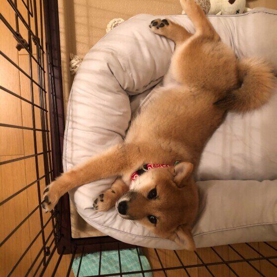 柴犬の小梅ちゃん