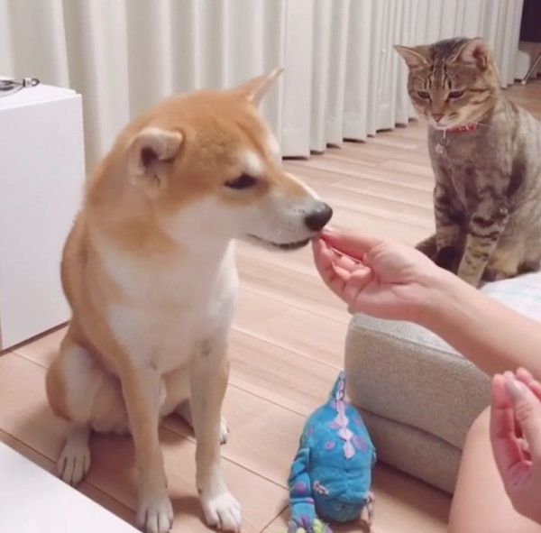 おやつがほしい柴犬