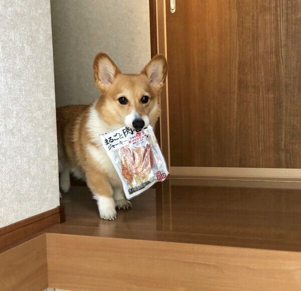 おやつの袋をくわえるベルちゃん