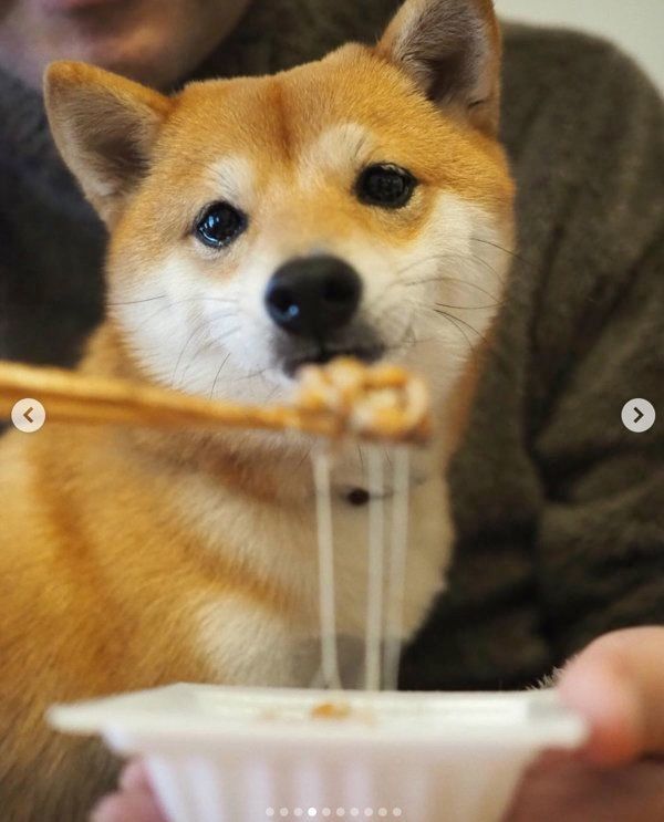 納豆を食べる豆柴