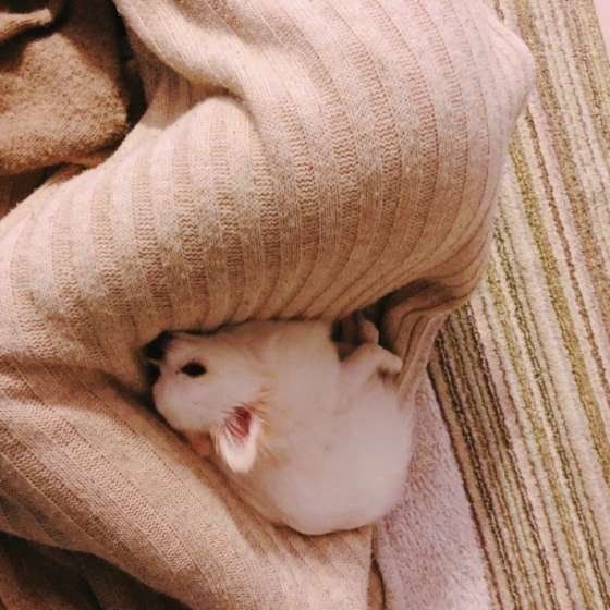 脚の間にはさまるめろちゃん