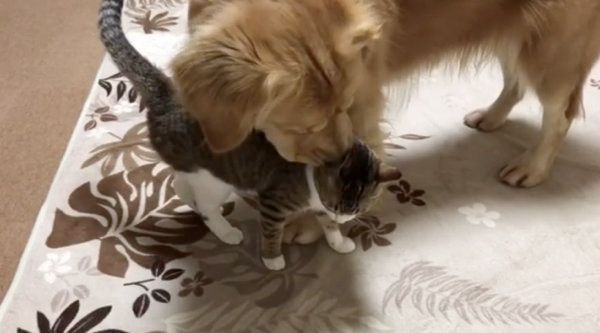 猫とじゃれ合うゴールデン・レトリーバー