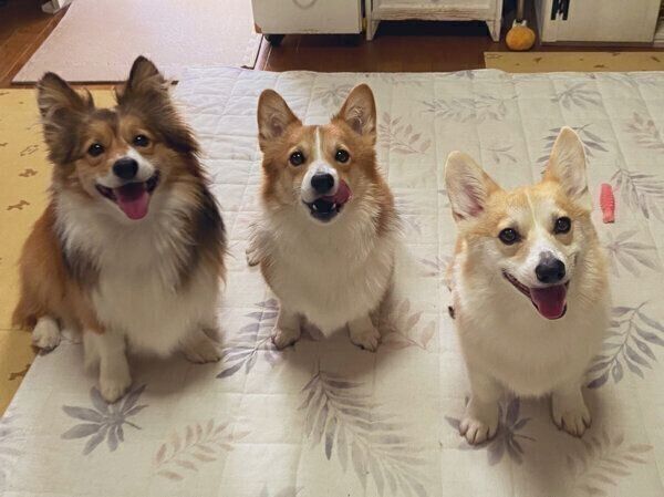 仲良しなせこむちゃん、うりちゃん、くまくん