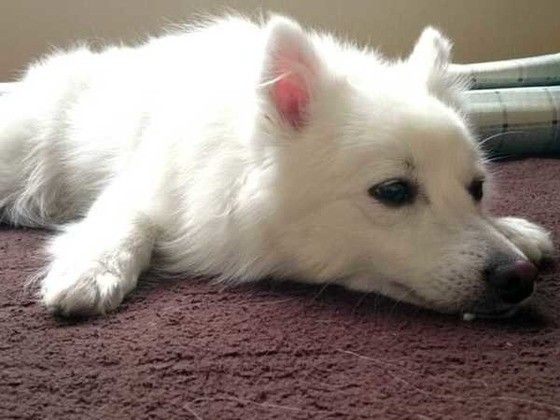 伏せする日本スピッツ