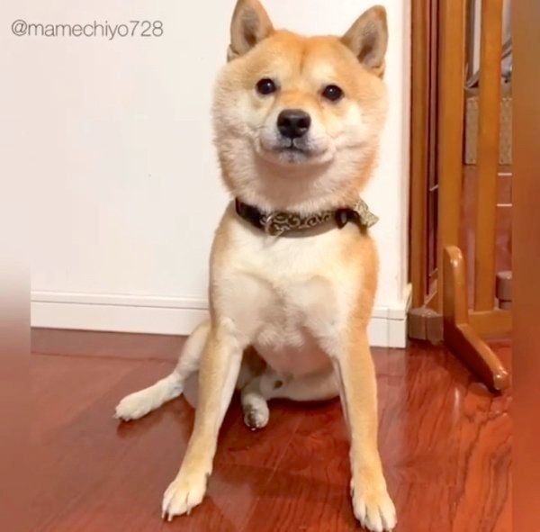 見つめる豆千代くん