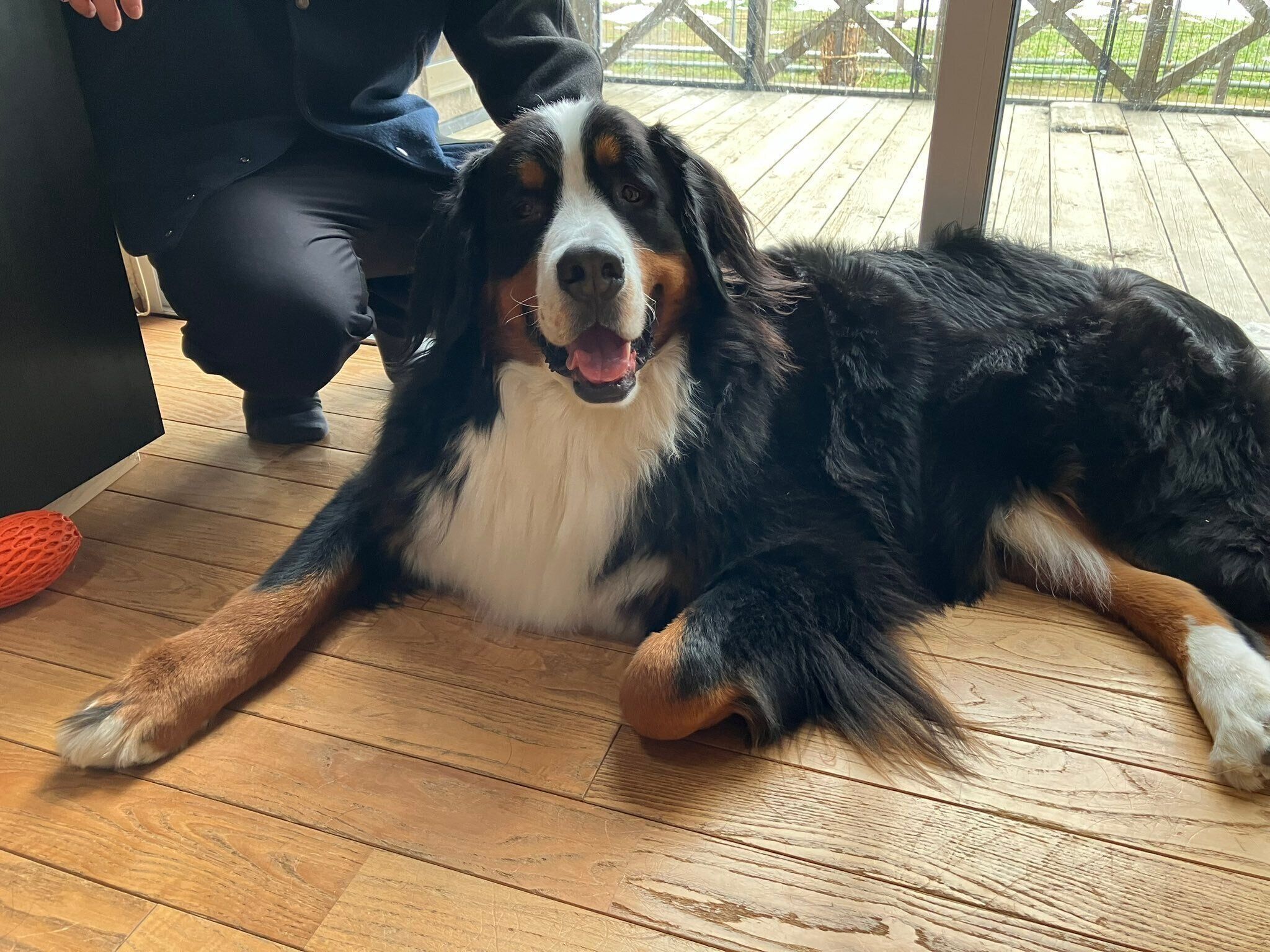 楽しそうなボスくん