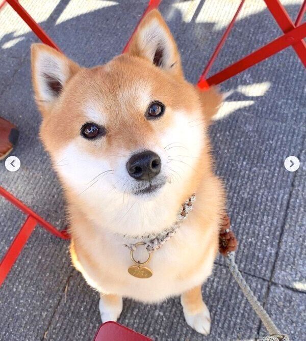 見つめるコロちゃん