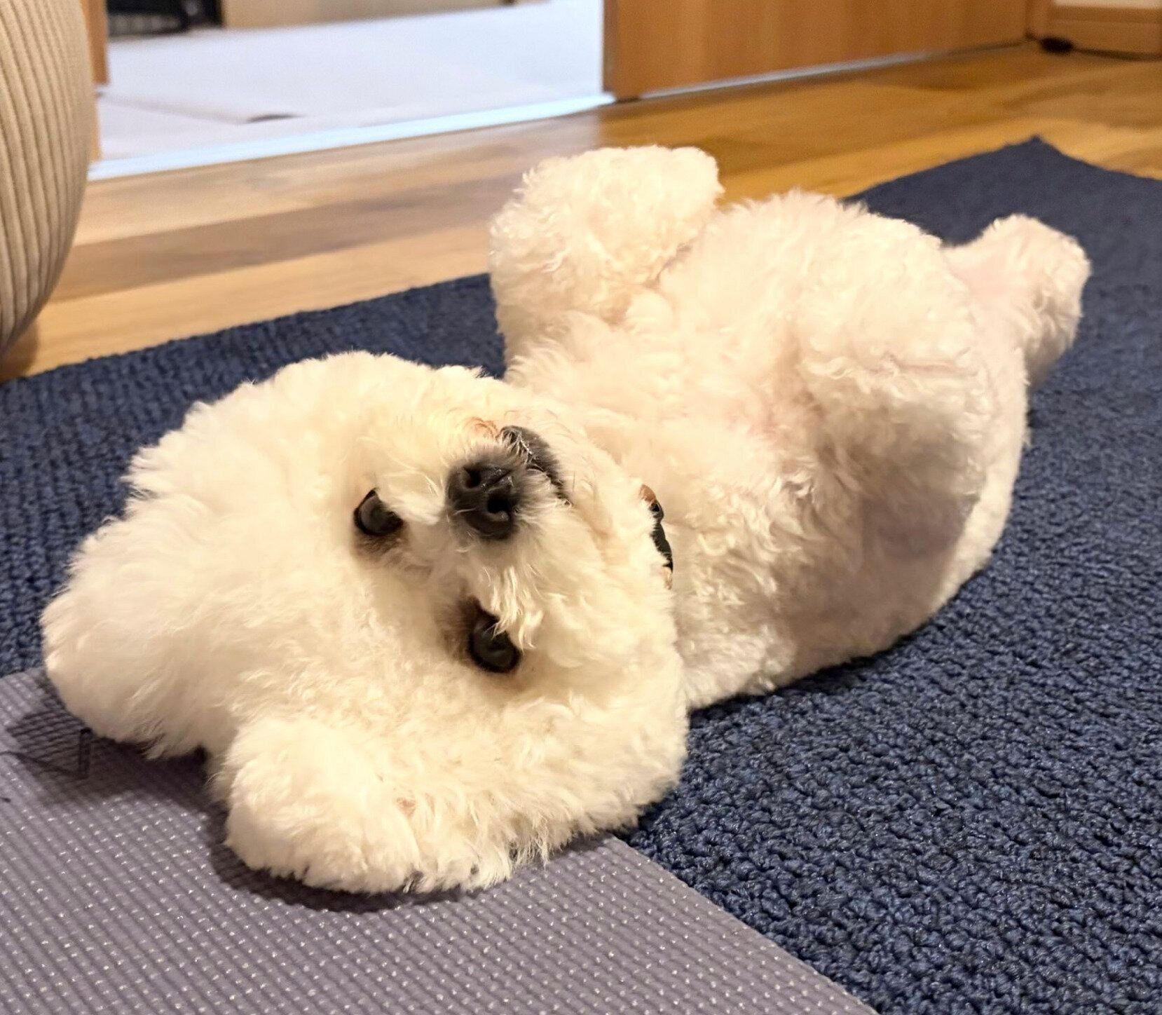 おなかを見せて甘えるもちたろうくん