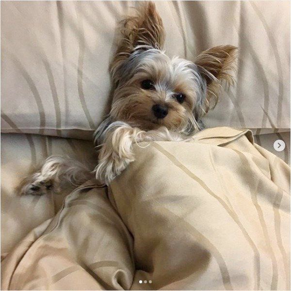 布団で眠るヨークシャー・テリア