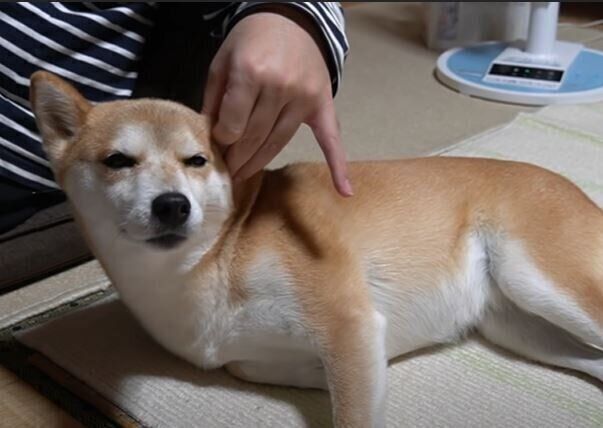 柴犬　ハナちゃん