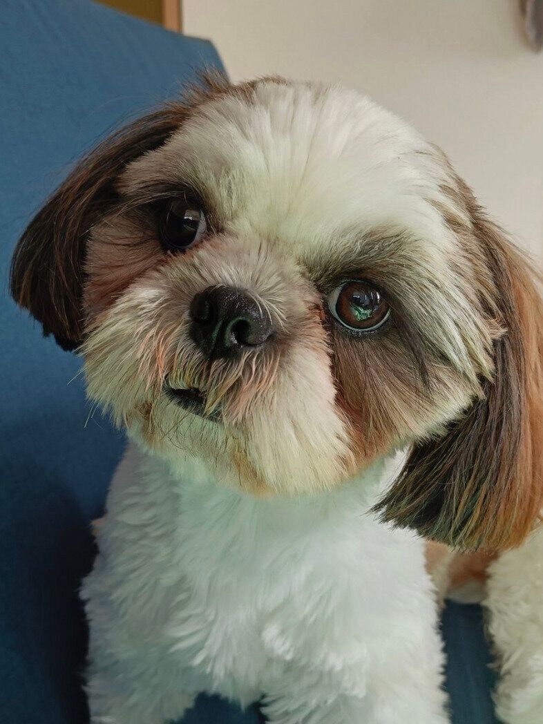 見つめるふがしちゃん