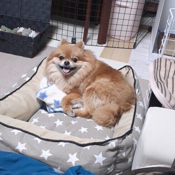 寝床を整えるポメラニアン