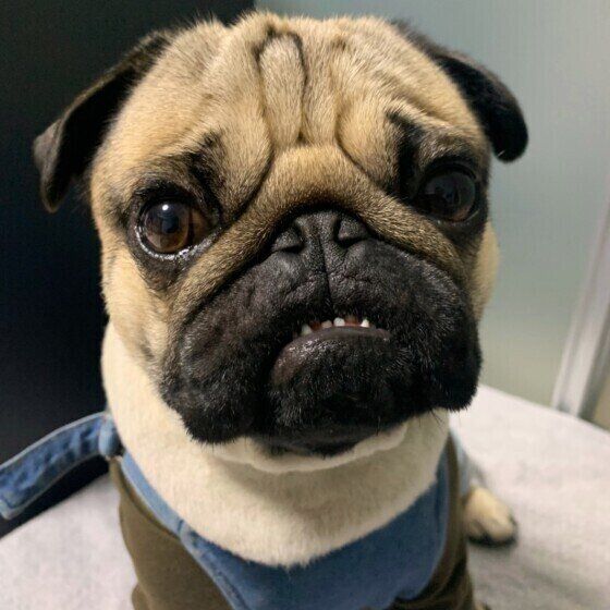 歯を見せるパグ