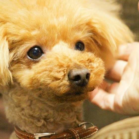 飼い主さんを見つめるトイ・プードルの空