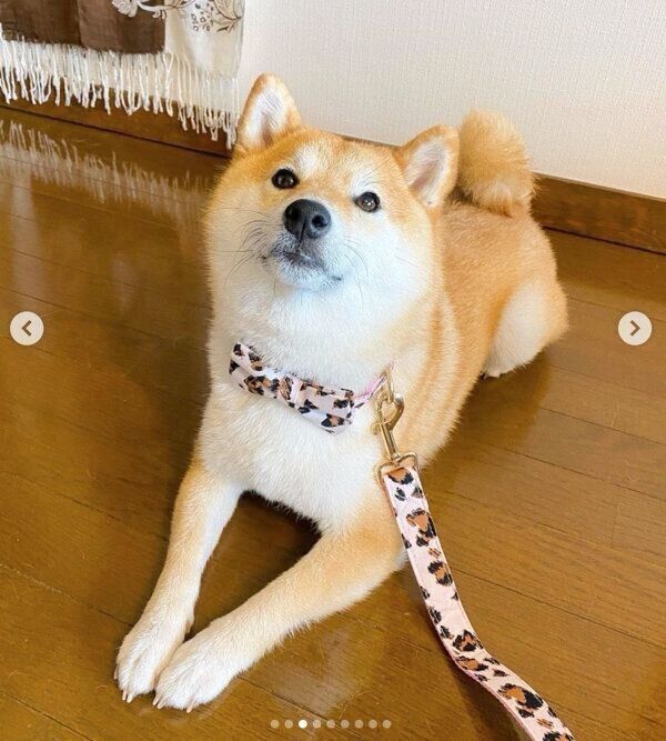 まったりする小雨ちゃん