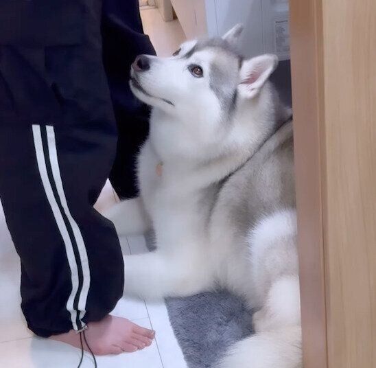 娘さんを見つめるアリスちゃん