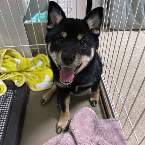 ごきげんの柴犬