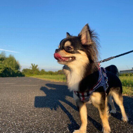 散歩するチワワ