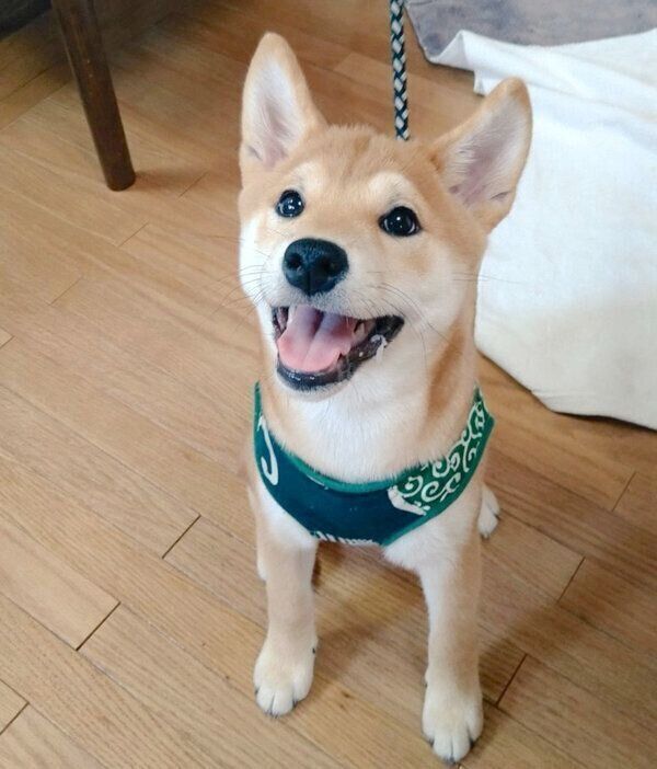 笑顔のこまちちゃん