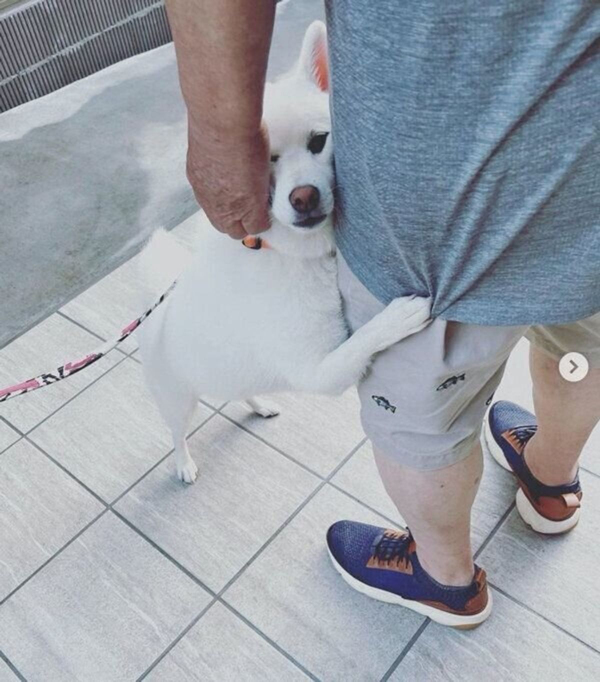 おじいちゃんの足にしがみついて まだ帰らないで と引き止める柴犬 大好き が伝わる行動にキュンとする いぬのきもちweb Magazine おじいちゃんの足にしがみついて まだ帰らないで と引き止める柴犬 大好き が伝わる行動にキュンとする いぬのきもちweb Magazine