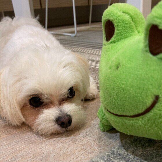 ぬいぐるみと犬