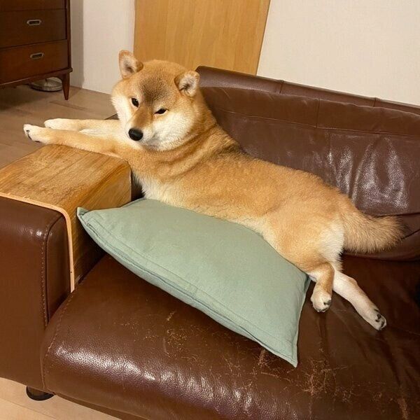 「満足席」でリラックスするマヤちゃん