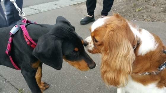 お友達同士の犬