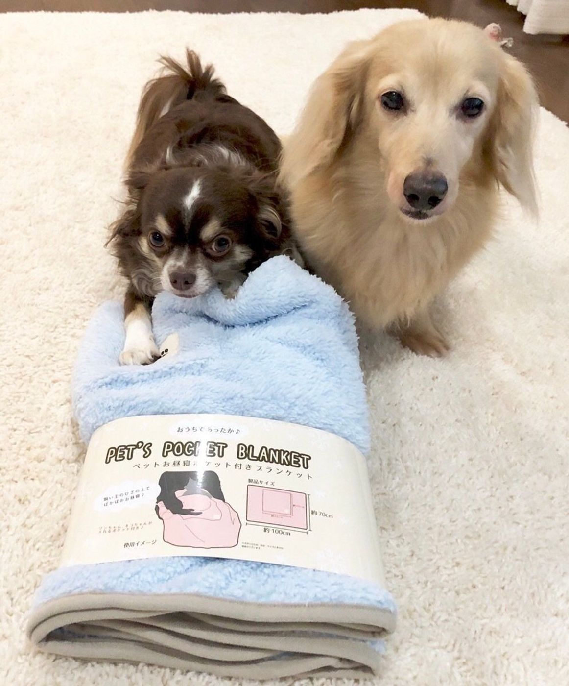 犬も人もあったか スリコの愛犬の入るポケット付ブランケット 体験レポ いぬのきもちweb Magazine 犬も人もあったか スリコの愛犬の入るポケット付ブランケット 体験レポ いぬのきもちweb Magazine