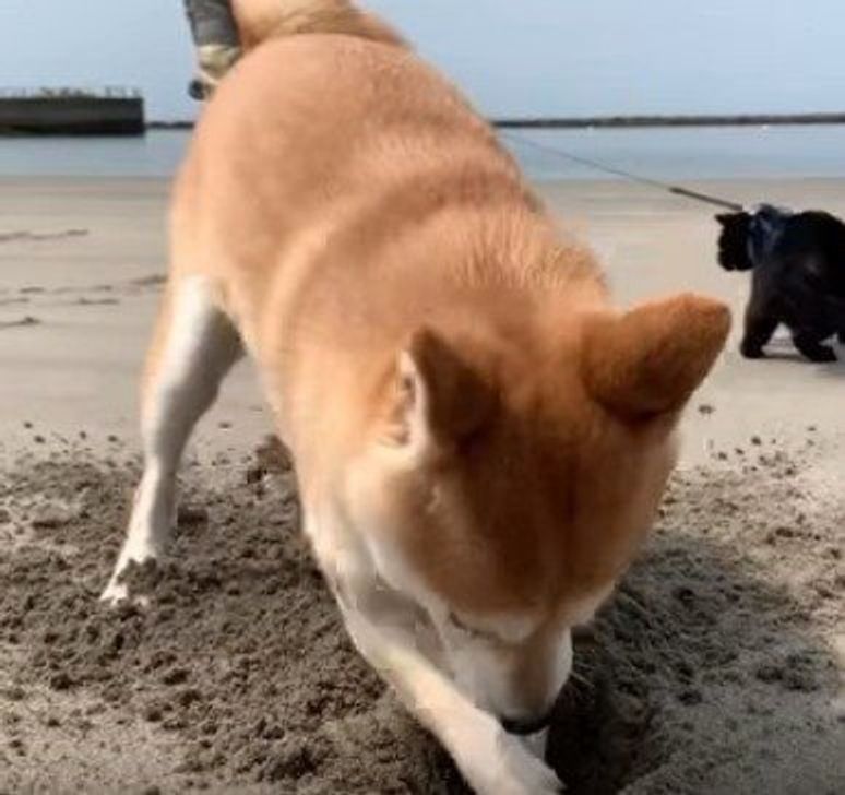ブラジルの人聞こえますかー 柴犬の穴掘り 執念がスゴイ いぬのきもちweb Magazine ブラジルの人聞こえますかー 柴犬の穴掘り 執念がスゴイ いぬのきもちweb Magazine