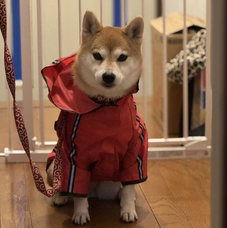 上着を着たお凛ちゃん